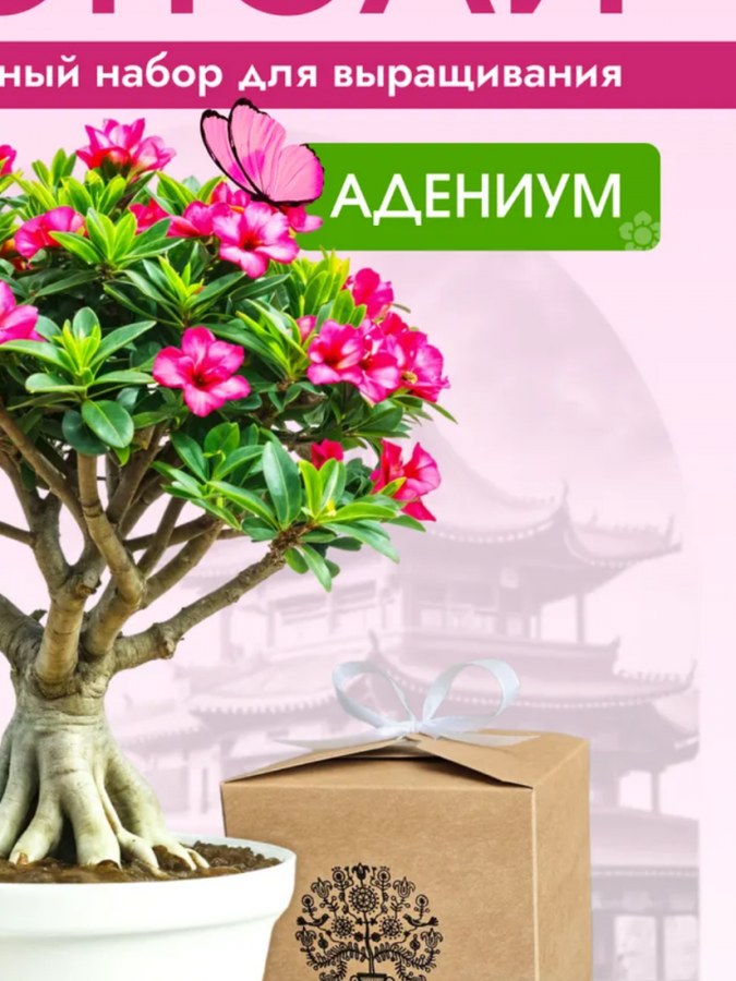 Комплект для обучения навыкам ухода и выращивания комнатных растений