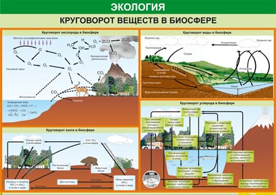 Круговорот веществ в биосфере (таблица на виниле)