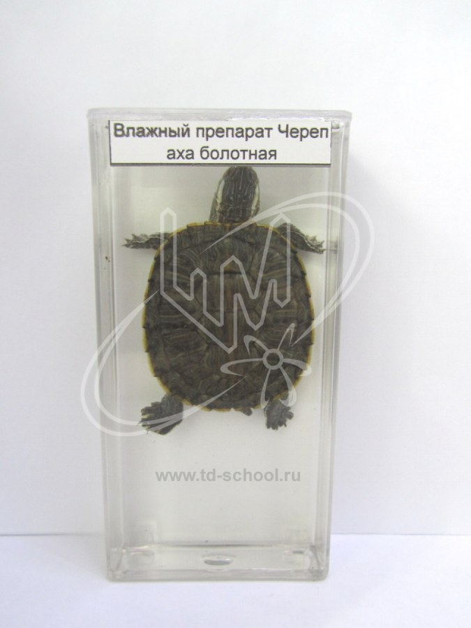 Черепаха болотная