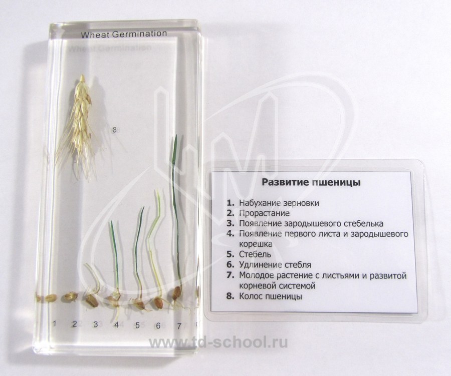 Коллекция "Развитие пшеницы" в акриле