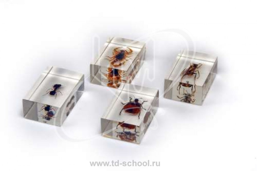 Микропрепараты (стерео) для 3D микроскопа