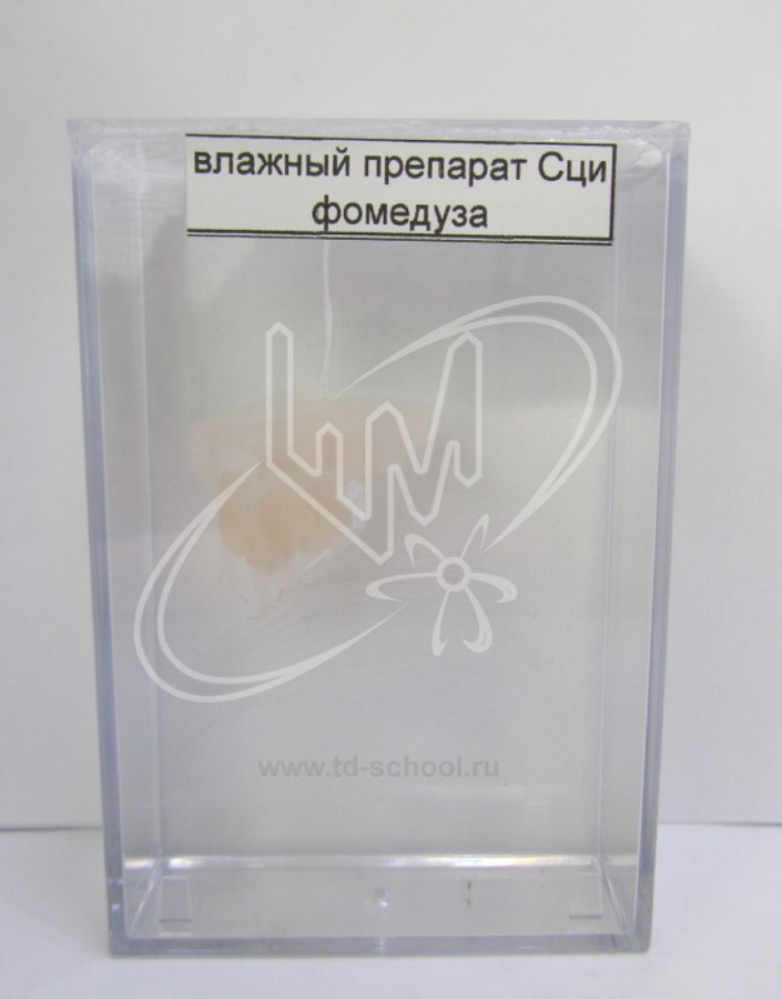 Сцифомедуза