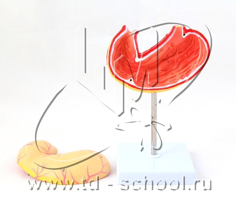 Модель "Желудок в разрезе"