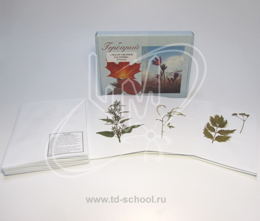 Лекарственные растения (гербарий)