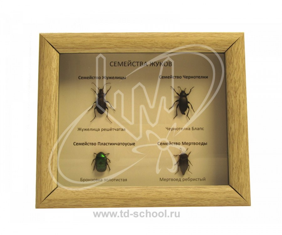 Коллекция "Семейства жуков"