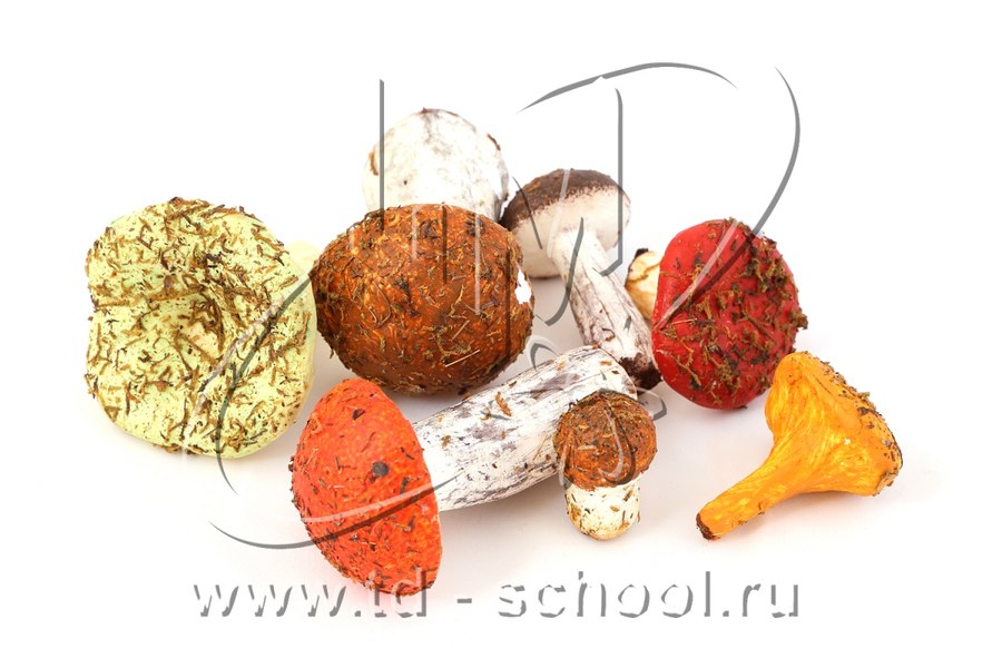 Муляжи съедобных и ядовитых грибов