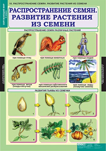 Окружающий мир 3 класс (15 таблиц)