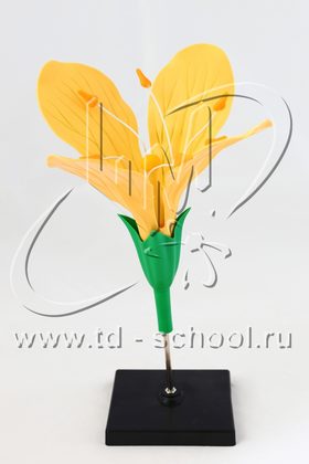 Цветок капусты
