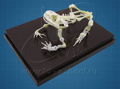 Скелет лягушки