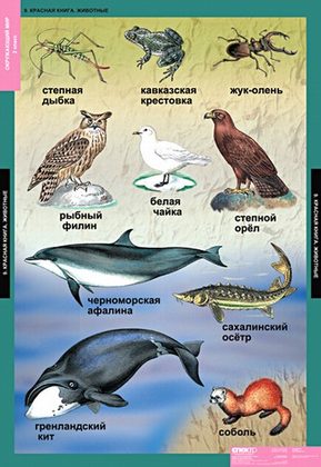 Окружающий мир 2 класс (15 таблиц)