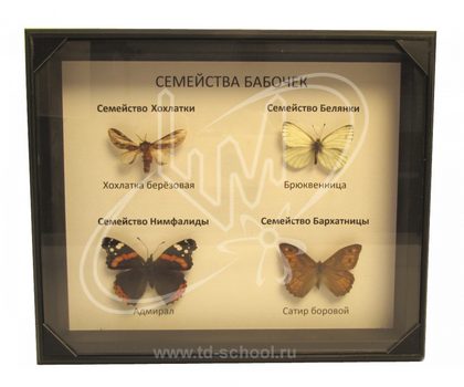 Коллекция "Семейства бабочек"