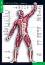Строение тела человека (10 таблиц + 80 карточек)
