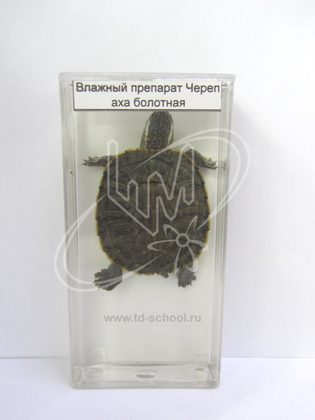 Черепаха болотная