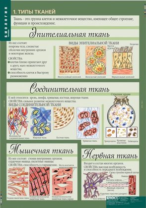 Биология 8-9 классы. Человек (12 таблиц)