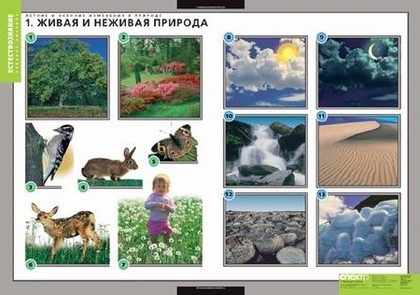 Летние и осенние изменения в природе (13 таблиц + 32 карт)