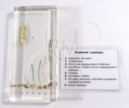 Коллекция "Развитие пшеницы" в акриле
