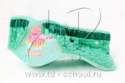Комплект ботанических моделей демонстрационный (9 моделей)