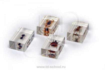 Микропрепараты (стерео) для 3D микроскопа