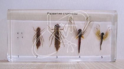 Коллекция "Развитие насекомых с неполным превращением"