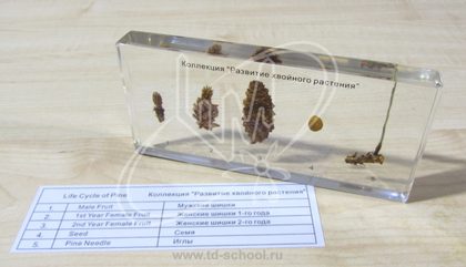 Коллекция "Развитие хвойного растения" в акриле