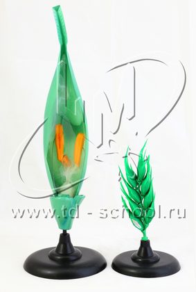 Цветок пшеницы