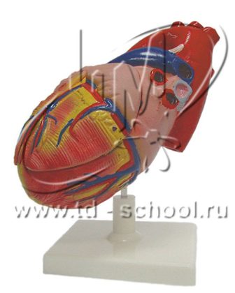 Модель строения сердца человека
