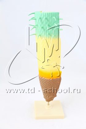 Модель строения корня (Корень растения)