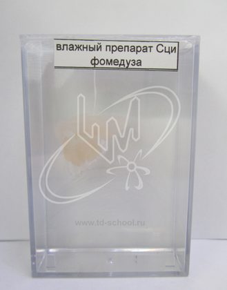 Сцифомедуза