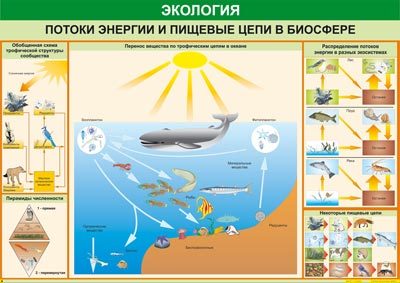 Потоки энергии и пищевые цепи в биосфере (таблица на виниле)
