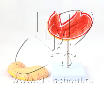 Модель "Желудок в разрезе"