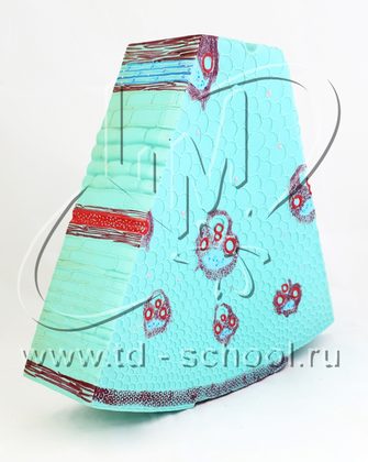 Модель стебля растения