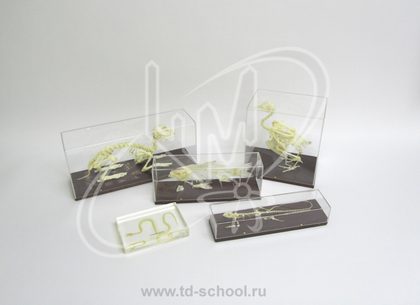 Комплект скелетов различных классов животных