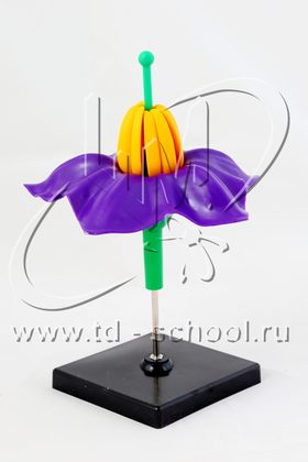 Цветок картофеля