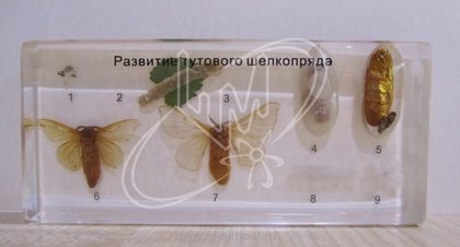 Коллекция "Развитие насекомых с полным превращением"