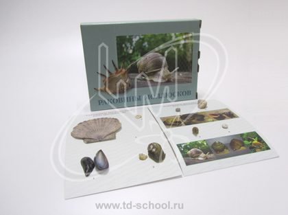 Коллекция "Раковины моллюсков"