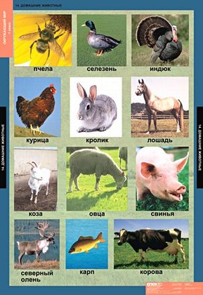 Окружающий мир 1 класс (15 таблиц)