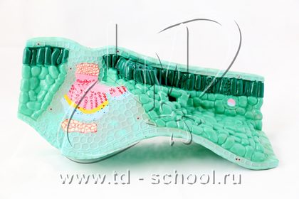 Модель строения листа