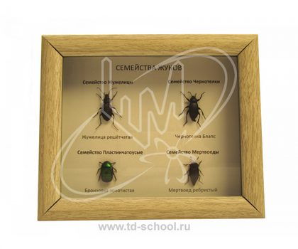 Коллекция "Семейства жуков"