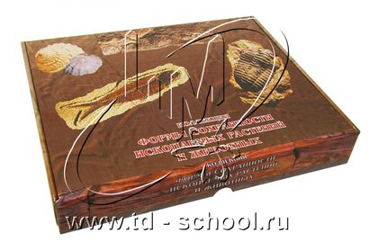 Коллекция "Форма сохранности ископаемых растений и животных"