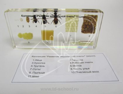 Коллекция "Развитие медоносной пчелы"