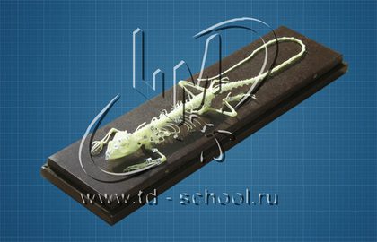 Скелет ящерицы