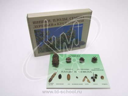 Коллекция "Шишки, плоды, семена деревьев и кустарников"