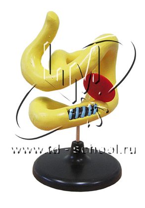 Модель "Молекула белка"