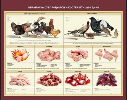 Стенд "Обработка субпродуктов и костей птицы и дичи"
