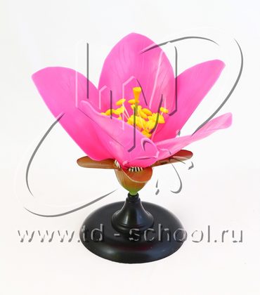 Цветок персика