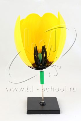 Цветок тюльпана