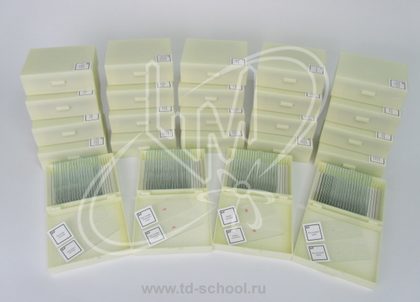 Комплект микропрепаратов по анатомии (углубленный уровень)