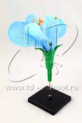 Цветок гороха