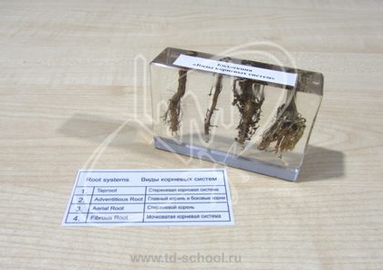 Коллекция "Виды корневых систем" в акриле
