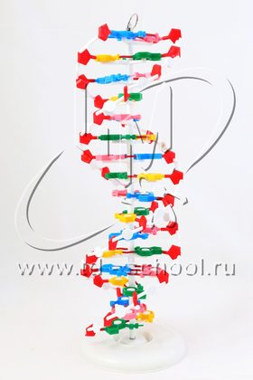 Модель структуры ДНК (разборная)